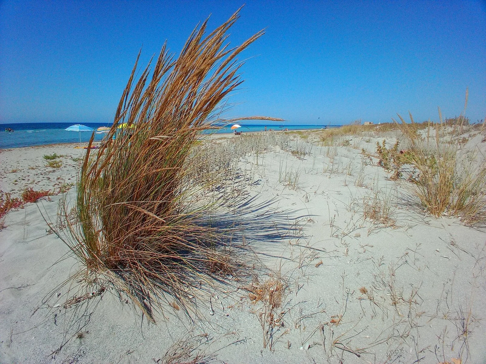 Dune di sabbia chiara con ciuffi d'erba e mare turchese sullo sfondo sulla costa di Capo Feto, vicino a Mazara del Vallo